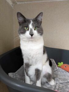 Pet Image